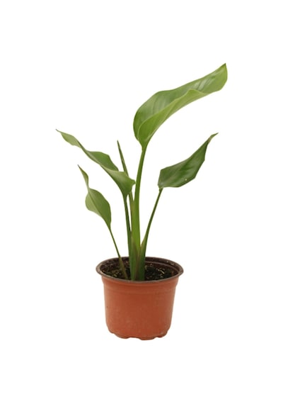 Strelitzia Nicolai- Starliçe Beyaz Cennet Kuşu Çiçeği - Turna Gagası - Mini Boy Iç Mekan Ofis Salon