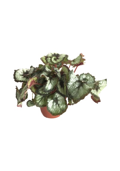 Begonia Rex 'Escargot' (Begonya Çiçeği) Ø12 CM Y20-25 CM