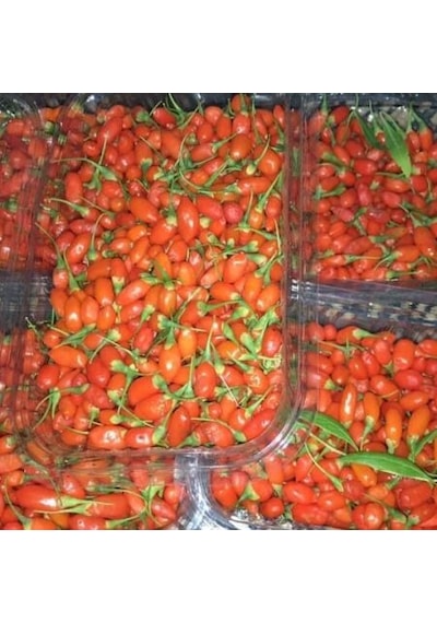 Gojiberry Fidanı 2 Adet 2 Yaş
