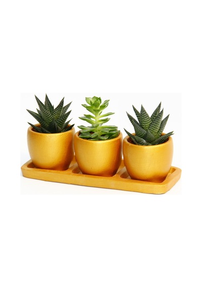 Trio Orange Sukulent Seti - Haworthia. Echeveria