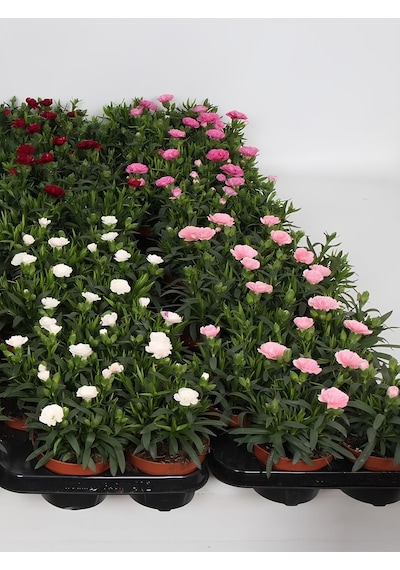 Bodur Karanfil Çiçeği Beyaz Renk 15-25cm Saksılı Yeni Sezon Ürün
