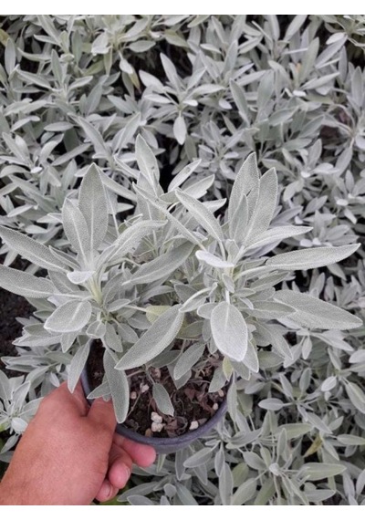 Adaçayı Salvia Officinalis Adaçayı 5 Adet