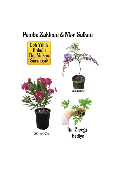 Pembe Zakkum Fidanı+mor Salkım Ağacı Fidanı Itır Çiçeği Bahçe Peyzaj Seti