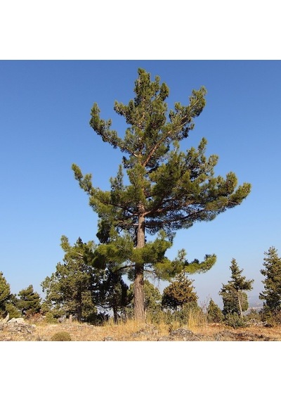 Tüplü Kara Çam pinus Nigra Fidanı