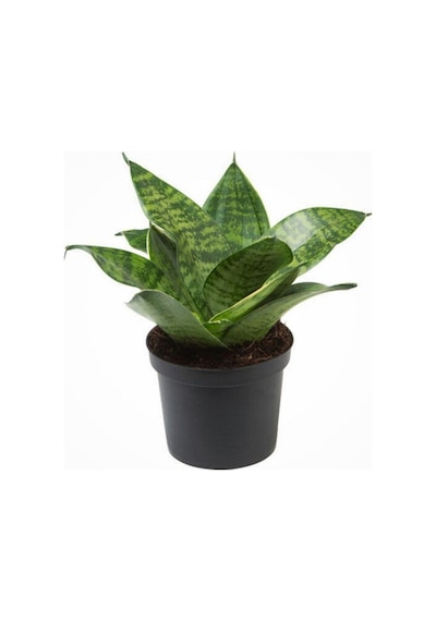 Bodur Paşa Kılıcı Hava Temizleyici Sansevieria Zeylanica Mini Boy