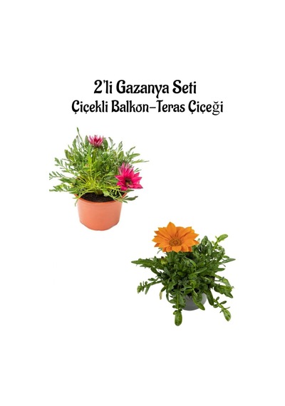Pembe-turuncu Renk Gazanya Çiçeği 2 Adet Saksılı 10-20cm Bahçe Balkon Çiçeği
