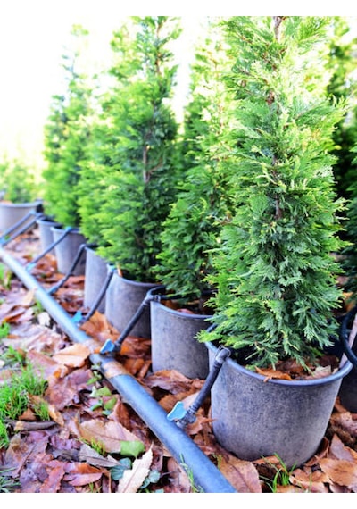 Videolu Limon Selvi Limon Kokulu 10 Adet Saksılı/ Tüplü 30-50 Cm Cupressus Macrocarpa