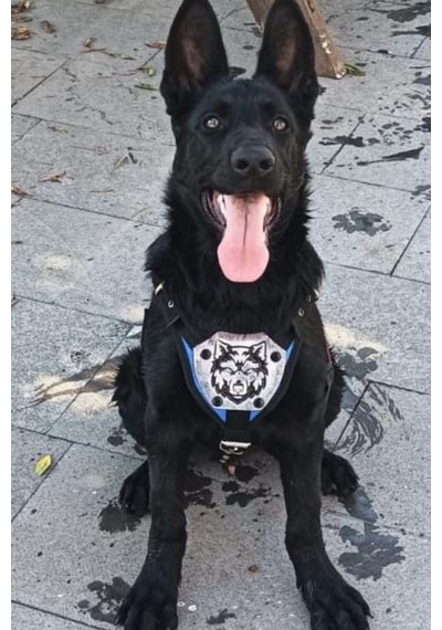 Mg Tasma K9 Göğüs ve Sırt Tasması Mavi