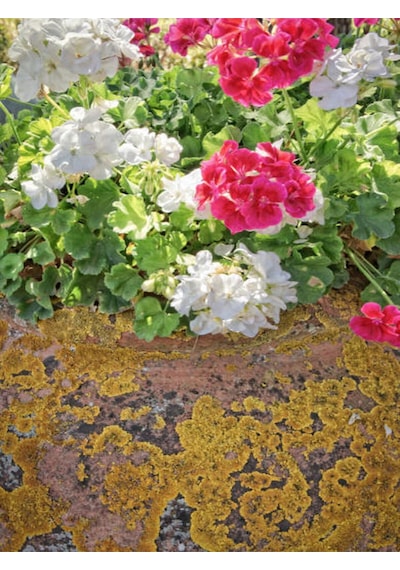 Videolu Özel Seri Sardunya 20 40 Cm 4 Adet Saksılı Çiçekli Bodur Bitki Pelargonium