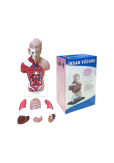 İnsan Vücudu Küçük 28 Cm 8 Parçadan Oluşan Eğitici Oyuncak Sök Tak, Tak Çıkar İnsan Anatomisi, İnsan Vücudu