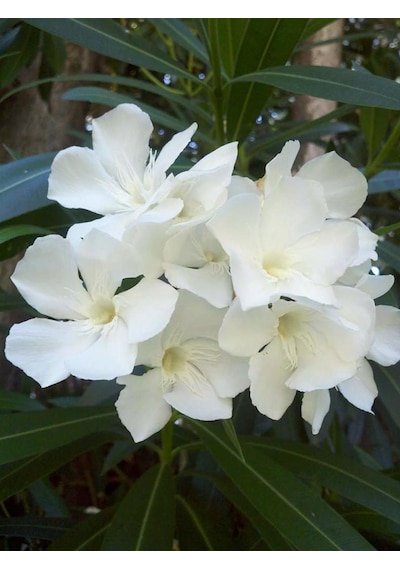 Tüplü Beyaz Zakkum Nerium Oleander Fidanı