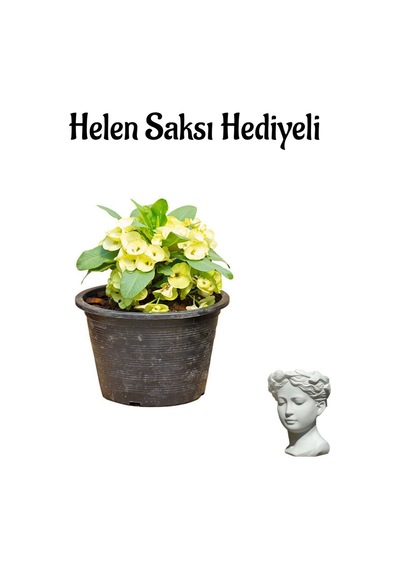 Anneler Gününe Özel Sarı Renk Milii Dikenler Tacı Çiçeği Helen Saksı Hediyeli