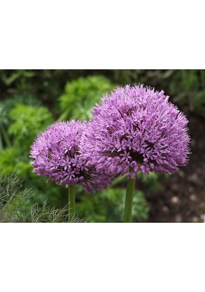 20 Adet Purple Gıant Allıum Tohumu
