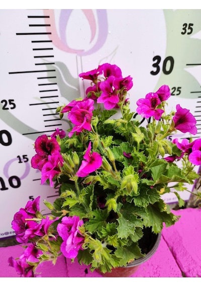 Mor Alacalı Ceylangözü Sardunya Pelargonium Domesticum - Renkli Süs Bitkisi