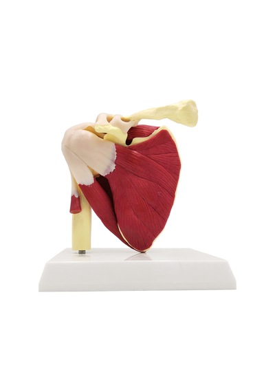Omuz Eklemi Modeli, Ligamentli - Omuz Eklemi Maketi 01