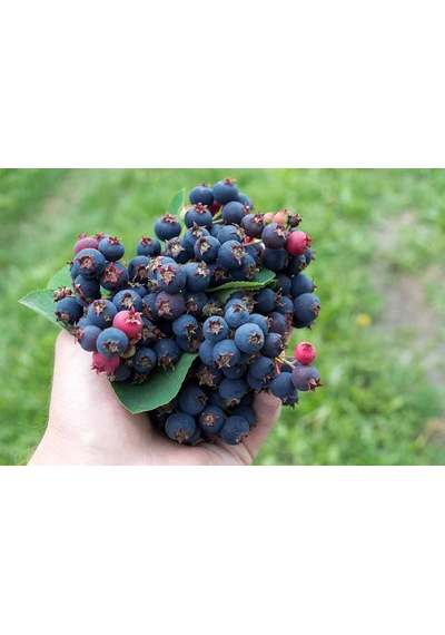 Saskaton Berry Fidanı