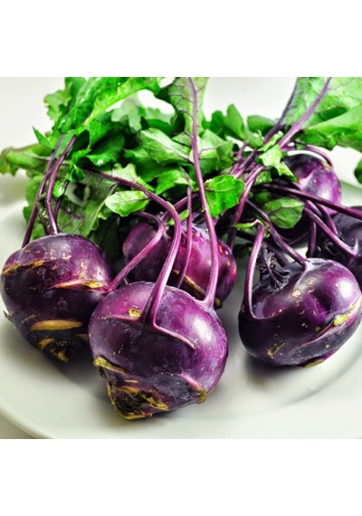 Mor Kohlrabi Alabaş Tohumu 20 Tohum