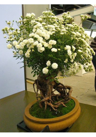 Beyaz Gül Bonzai Ağacı Tohumu 5 Tohum + Bonsai Tohu