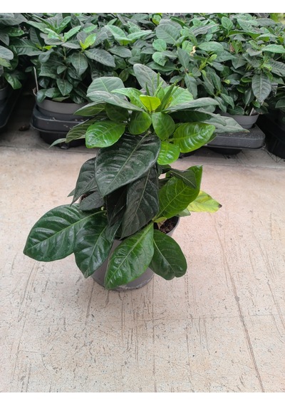 Gardenia Çiçeği