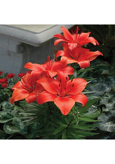 Kırmızı Renkli Kokulu Zambak Blushing Joy Lilium Soğanı (1 Adet)