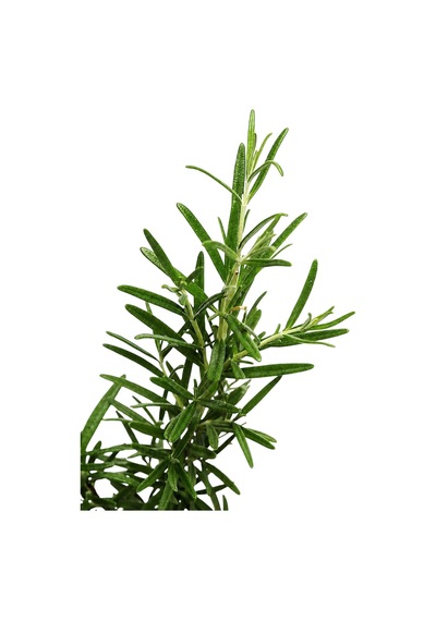 Zevli Canlı Aromatik Mutfak Bitkileri Biberiye Fidesi
