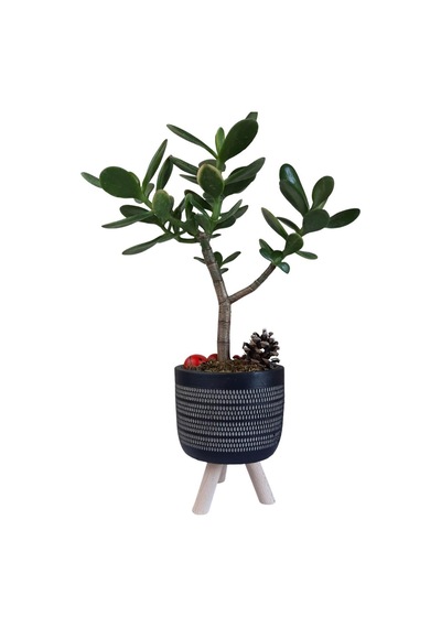 Sukulent Crassula Ovata | Ayaklı Siyah Saksıda