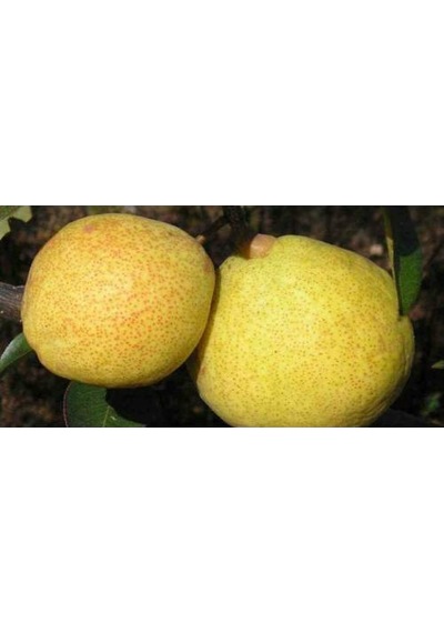 Margarit Armut Fidanı Aşılı - 2 Yaş Tüplü \ 80-100 Cm