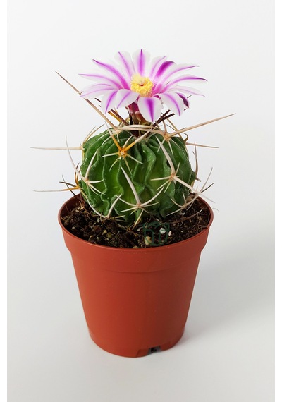 Echinofossulocactus Multicostatus Kaktüs 5.5 Cm Saksida