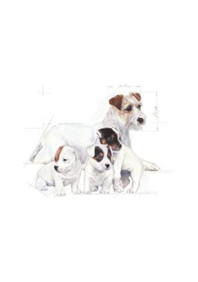 Royal Canin Baby Dog Milk Yavru Köpek Süt Tozu 400 Gr
