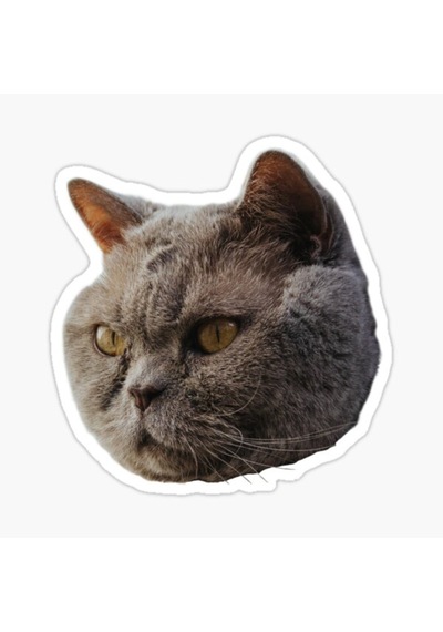 British Shorthair Kedi Araba Oto Sticker Etiket 17Cm Z6