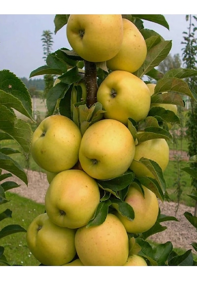 8 Adet Aşılı Golden Elma Fidanı 3 Yaş