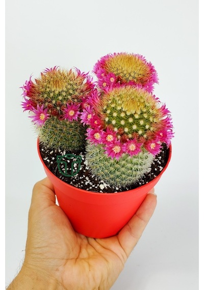 Mammillaria Spinosissima Taç Pembe Çiçekli Kaktüs 3 Adet Büyük Bo