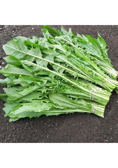 İtalyan Mutfağına Özgü Geleneksel Catalogna Emerald Endive Tohumu 50 Tohum