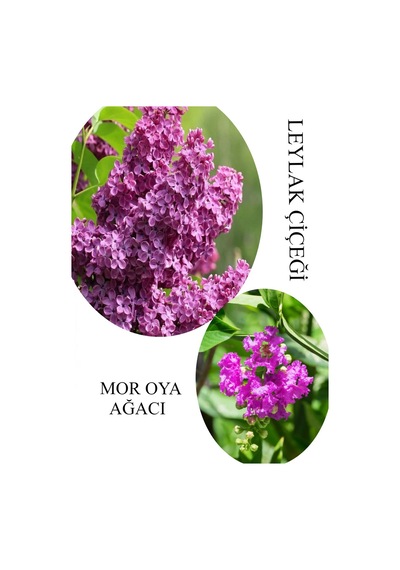 Kokulu Leylak Çiçeği Fidanı 1 Adet Saksılı 30-60cm+mor Oya Fidanı 30-60cm