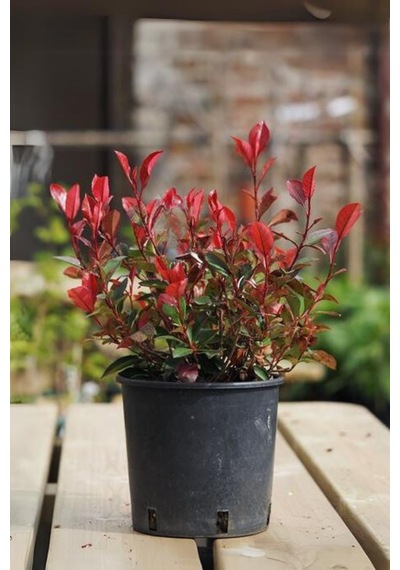Alev Çalısı 10 Adet - Photinia Red Robin Canlı Dış Mekan Bitkisi