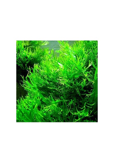 Windelov Java Fern Saksı Canlı Bitki