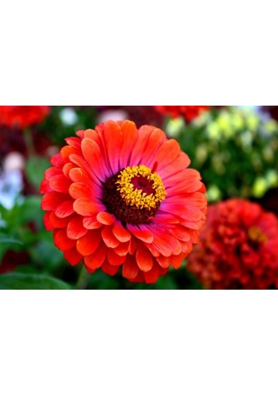 Beybeğendi Çiçeği Tohumu 30+ Tohum N116541