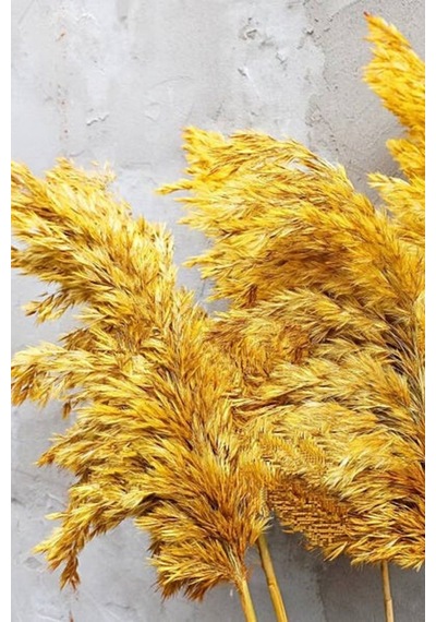 8'li Büyük Demet Pampas Sarı 100cm