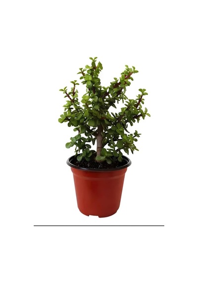 Bereket Çiçeği Portulacaria Afra Saksılı Canlı Bitki, 15-25 Cm, Kolay Bakım Çok Renkli