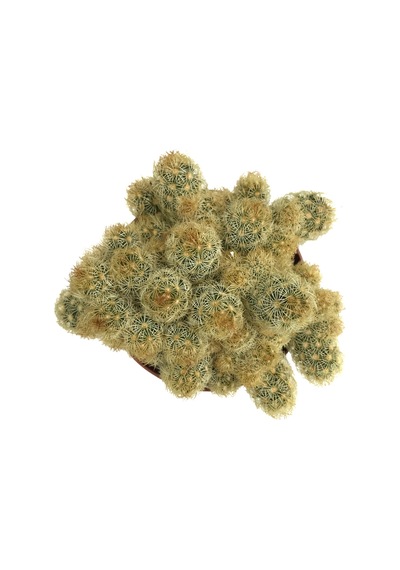 Mammillaria Elongata 'Subcrosea' (Kaktüs) Ø8,5 CM Y10-15 CM
