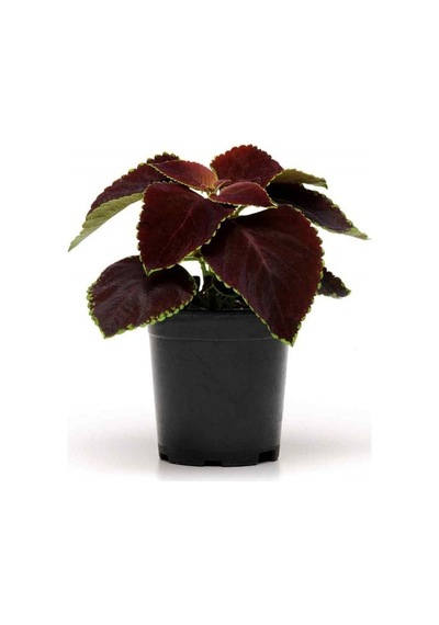 Alacalı Yaprak Güzeli Çiçeği 3 Adet Saksıda Kolyos Coleus 10-20 Cm