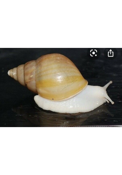 Dev Afrika Salyangozu ( Fulica Albino ) 1 Adet nohut boyu