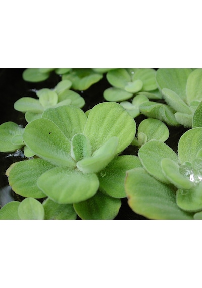 Su Marulu Su Üstü Bitkisi Suyu Filtreler Temizler Pistia 5-7 Cm 1 Adet