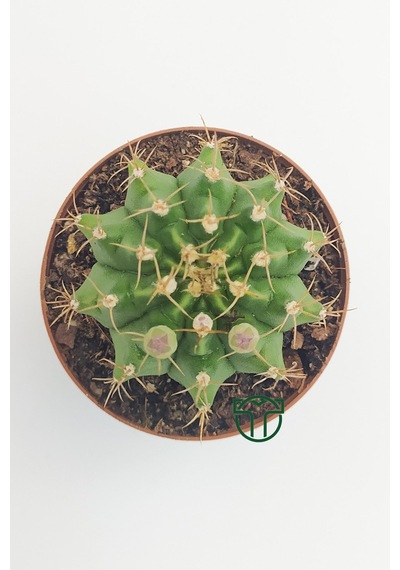 Gymnocalycium Mihanovichii - Çene Kaktüsü - 5.5 Cm Saksıda