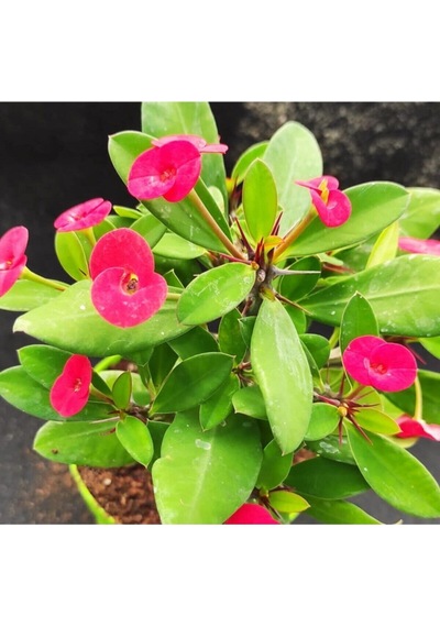 Videolu Kırmızı Milli Dikenler Tacı Çiçeği Fidanı 25-55 Cm Saksılı Iç Mekan Bitkileri Red Euphorbia