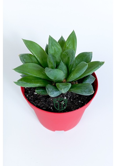 Haworthia Cuspidata Yıldız Sukulent Star Window Yeşil Gül 8.5 Cm