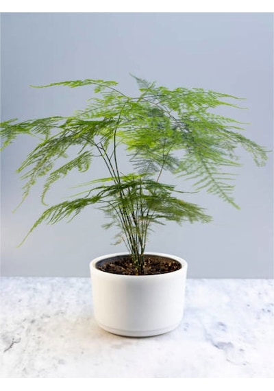 Videolu Tül Kuşkonmaz Ve Paşa Kılıcı 5 15 Cm 2 Adet Saksılı Iç Mekan Bitkisi Asparagus Sansevieria