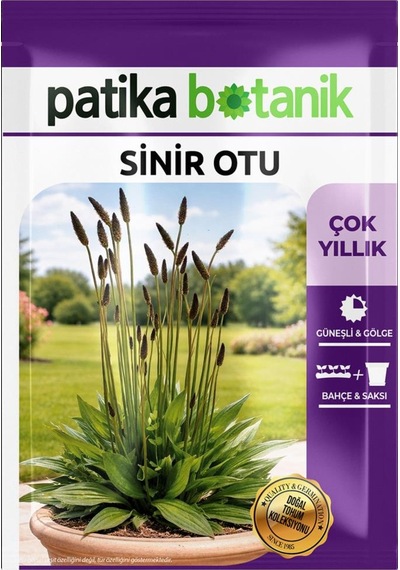 100 Adet Sinir Otu Tohumu (Plantago Lanceolata)