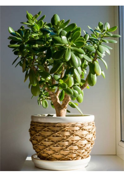 Videolu Para Ağacı Bitkisi 40 60 Cm 1 Adet Saksılı Iç Mekan Bitkisi Crassula