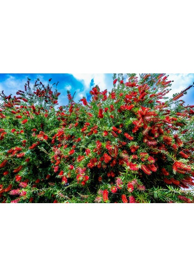 2 Adet Callistemon   Leavis Fırça Çalısı Fidanı. 40-60 Cm.